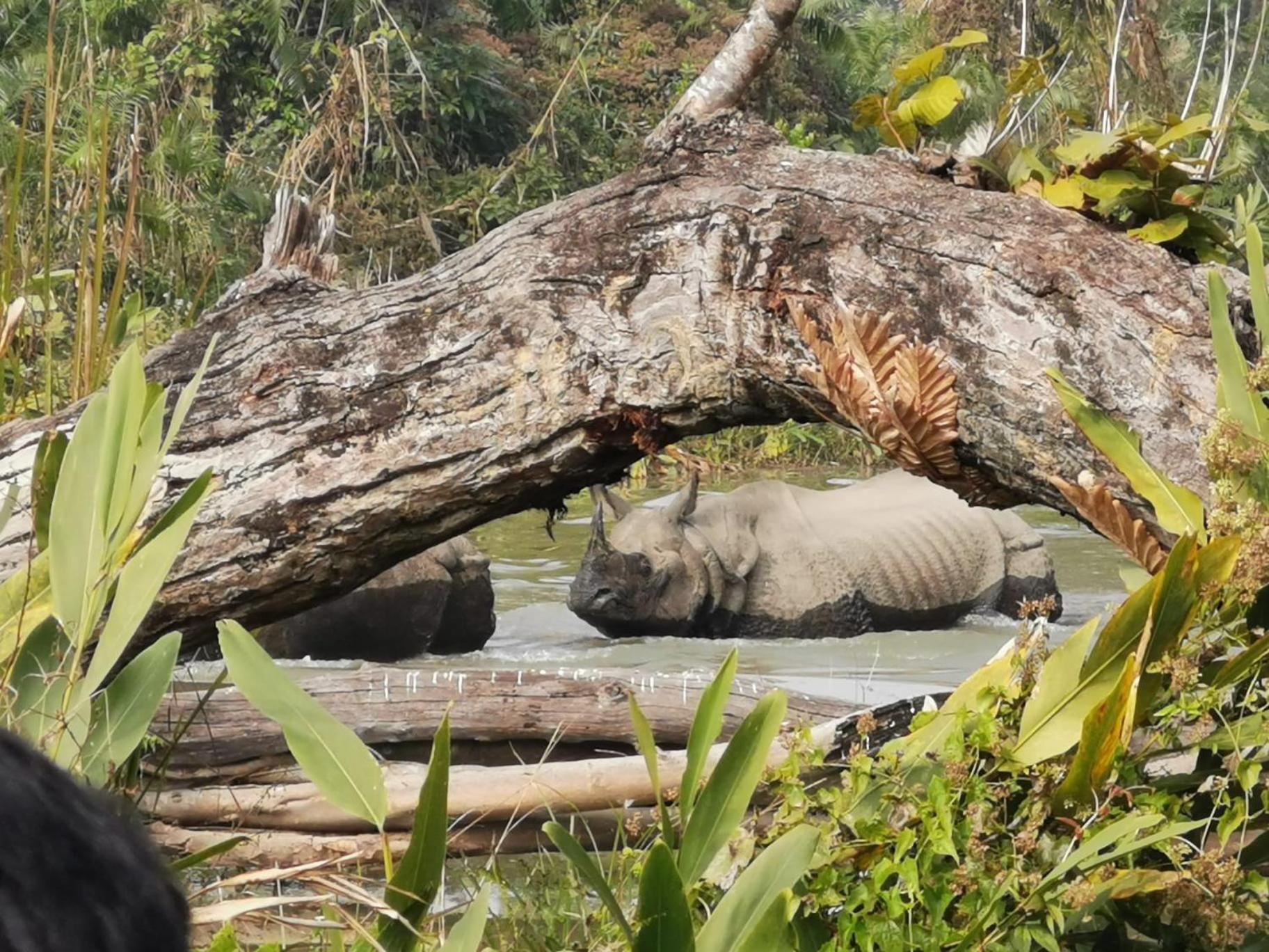 Bamby Chilling House - Feel The Nature Sauraha Esterno foto