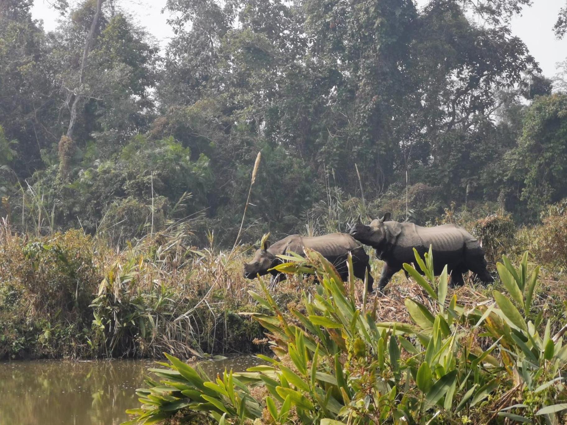 Bamby Chilling House - Feel The Nature Sauraha Esterno foto