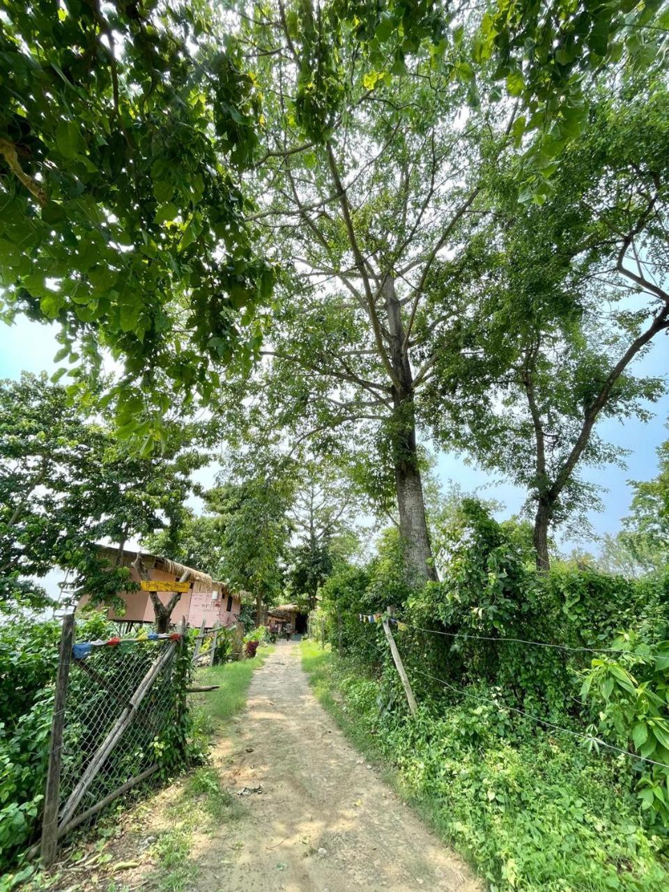 Bamby Chilling House - Feel The Nature Sauraha Esterno foto